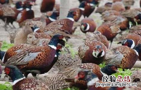 山鸡的养殖技术 山鸡全面养殖技术