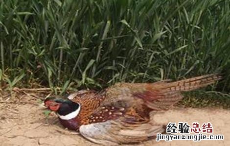 如何提高山鸡种蛋的孵化率 山鸡种蛋孵化温度湿度多少
