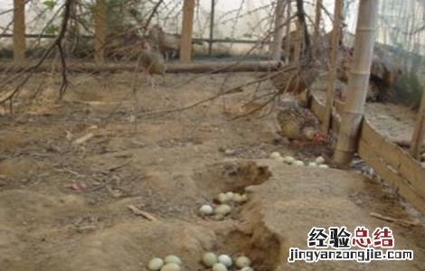 如何提高山鸡种蛋的孵化率 山鸡种蛋孵化温度湿度多少