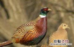 如何提高山鸡种蛋的孵化率 山鸡种蛋孵化温度湿度多少