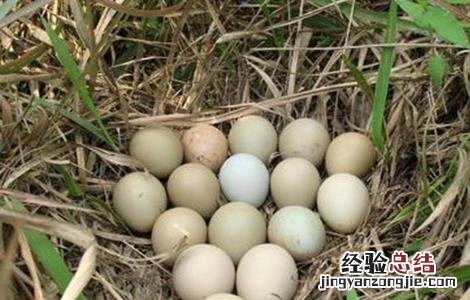 如何提高山鸡种蛋的孵化率 山鸡种蛋孵化温度湿度多少