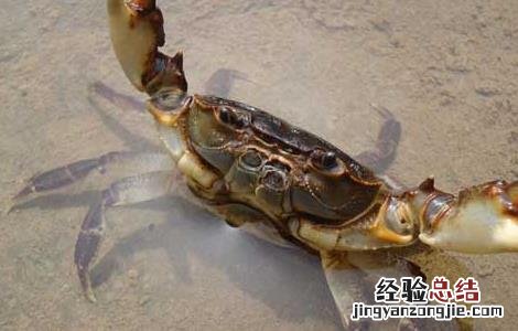 螃蟹出现逃跑的原因 螃蟹出现逃跑的原因是什么