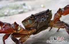 螃蟹出现逃跑的原因 螃蟹出现逃跑的原因是什么