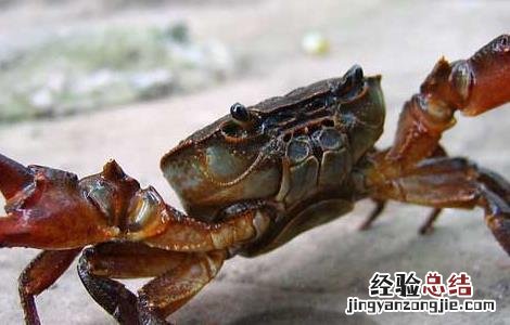 螃蟹出现逃跑的原因 螃蟹出现逃跑的原因是什么