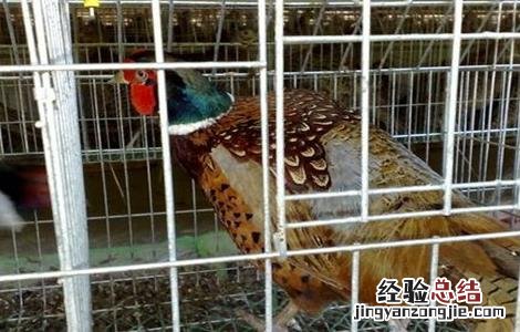 笼子养的山鸡好不好 笼养山鸡的六大好处介绍