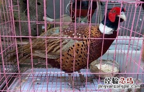 笼子养的山鸡好不好 笼养山鸡的六大好处介绍