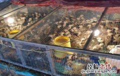 笼子养的山鸡好不好 笼养山鸡的六大好处介绍
