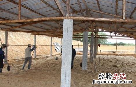 野鸡场地建设图 野鸡场地怎么建设