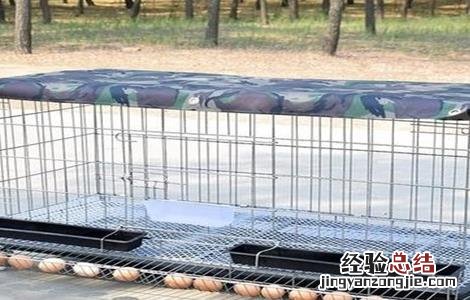 野鸡场地建设图 野鸡场地怎么建设