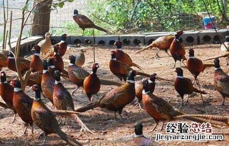 野鸡场地建设图 野鸡场地怎么建设