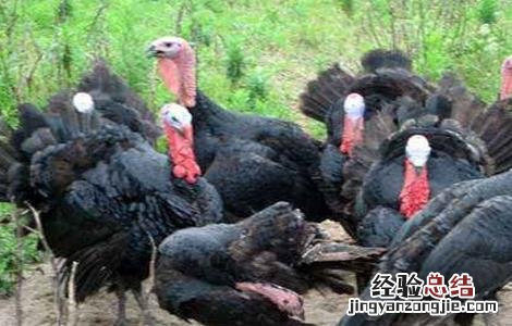 怎样提高火鸡的产蛋率 怎样提高火鸡的产蛋率和产量