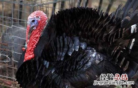 怎样提高火鸡的产蛋率 怎样提高火鸡的产蛋率和产量