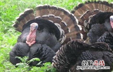 怎样提高火鸡的产蛋率 怎样提高火鸡的产蛋率和产量