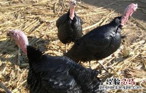 怎样提高火鸡的产蛋率 怎样提高火鸡的产蛋率和产量