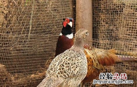 野外养鸡需要注意什么 冬季养野鸡注意事项