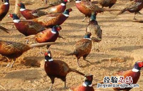 野外养鸡需要注意什么 冬季养野鸡注意事项