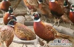 野外养鸡需要注意什么 冬季养野鸡注意事项