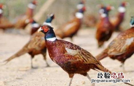 野外养鸡需要注意什么 冬季养野鸡注意事项