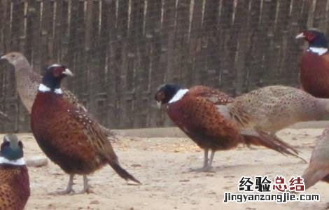 野外养鸡需要注意什么 冬季养野鸡注意事项