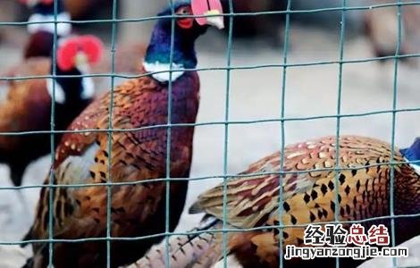 野外养鸡需要注意什么 冬季养野鸡注意事项