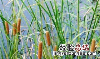 香蒲能吃吗 香蒲可以干什么用?
