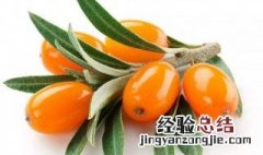 沙棘的十大功效与作用苏打片 沙棘的十大功效与作用