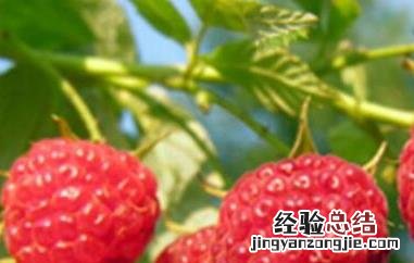 树莓 覆盆子和树莓的区别
