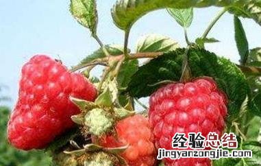 树莓 覆盆子和树莓的区别