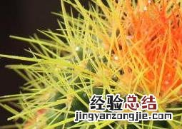 仙人球怎么养才能长好 仙人球怎么养