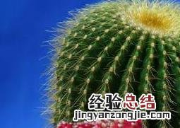仙人球怎么养才能长好 仙人球怎么养