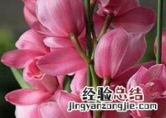 大花蕙兰的养殖方法视频 大花蕙兰的养殖方法