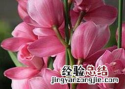 大花蕙兰的养殖方法视频 大花蕙兰的养殖方法