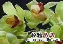 大花蕙兰的养殖方法视频 大花蕙兰的养殖方法