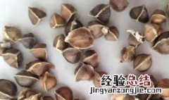 辣木籽的禁忌 辣木籽的禁忌人群