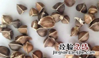 辣木籽的禁忌 辣木籽的禁忌人群