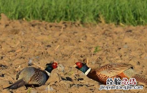 野鸡育雏期的管理方法 野鸡育雏期的管理方法和措施