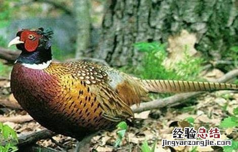 野鸡育雏期的管理方法 野鸡育雏期的管理方法和措施