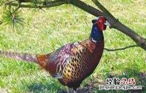 野鸡育雏期的管理方法 野鸡育雏期的管理方法和措施