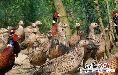 野鸡养殖的注意事项