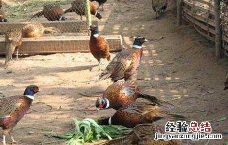 野鸡养殖的注意事项