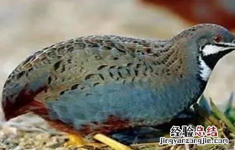 野鸡养殖的注意事项