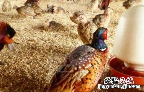 野鸡养殖的注意事项