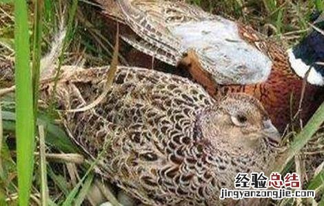 夏季山鸡的饲养方法 夏季山鸡的饲养方法图片