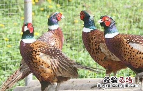 夏季山鸡的饲养方法 夏季山鸡的饲养方法图片