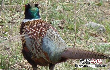 夏季山鸡的饲养方法 夏季山鸡的饲养方法图片