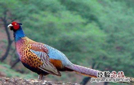 夏季山鸡的饲养方法 夏季山鸡的饲养方法图片