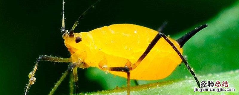 苏打兑水蔬菜蚜虫 小苏打水能杀死蚜虫吗