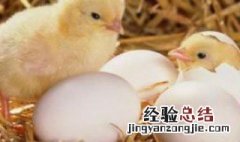 什么鸡蛋能孵出小鸡 种蛋能敷出小鸡