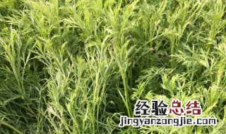 芦蒿的功效与作用 芦蒿的功效与作用是什么