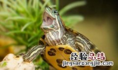 甲鱼的作用与功效 甲鱼的作用与功效有哪些